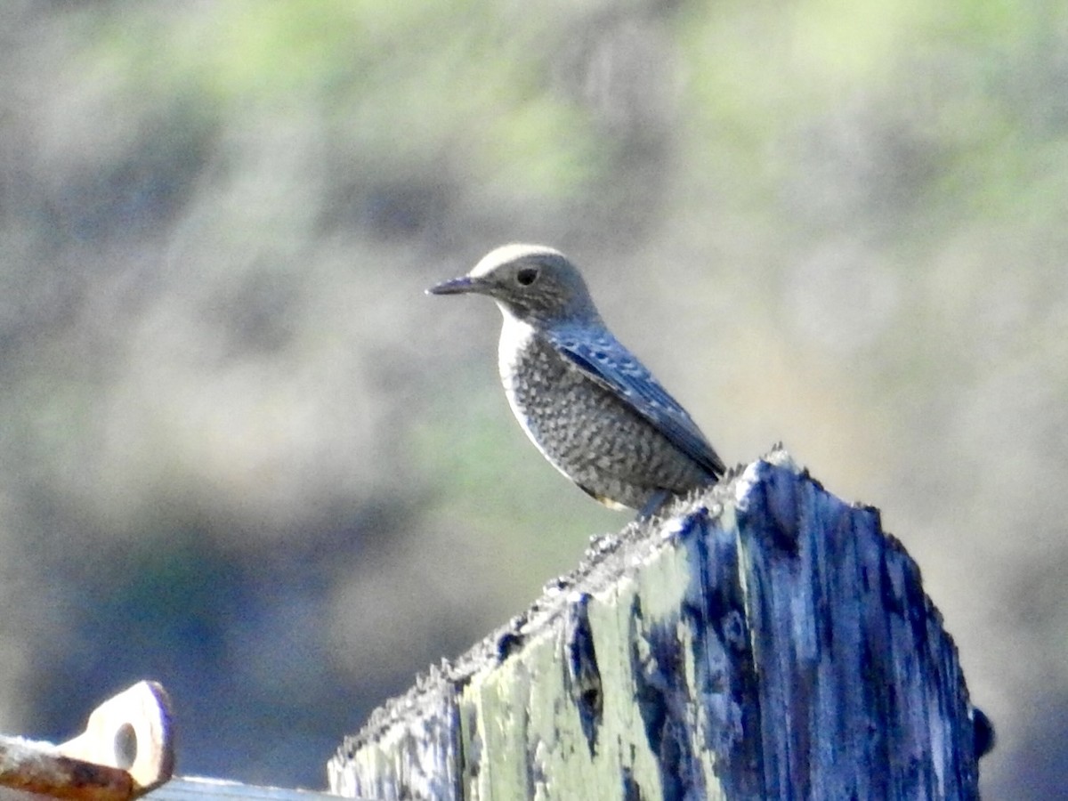 skalník modrý - ML645762818