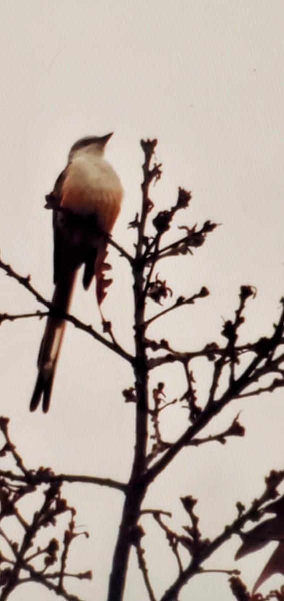 Scissor-tailed Flycatcher - ML645762819