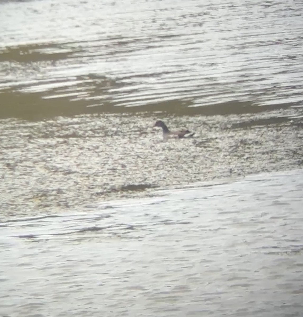 סופית אמריקנית - ML645762825