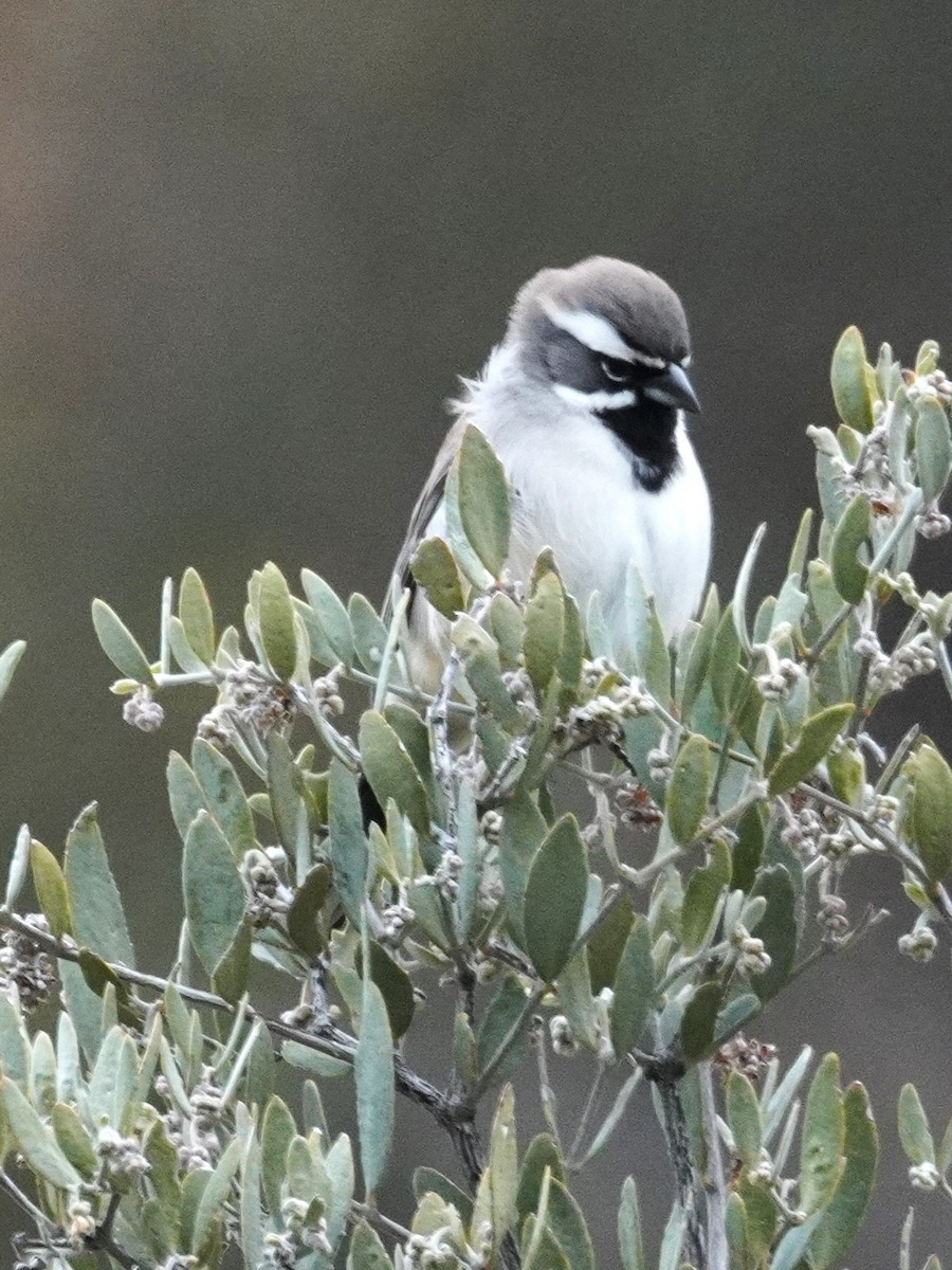 Black-throated Sparrow - ML645762827