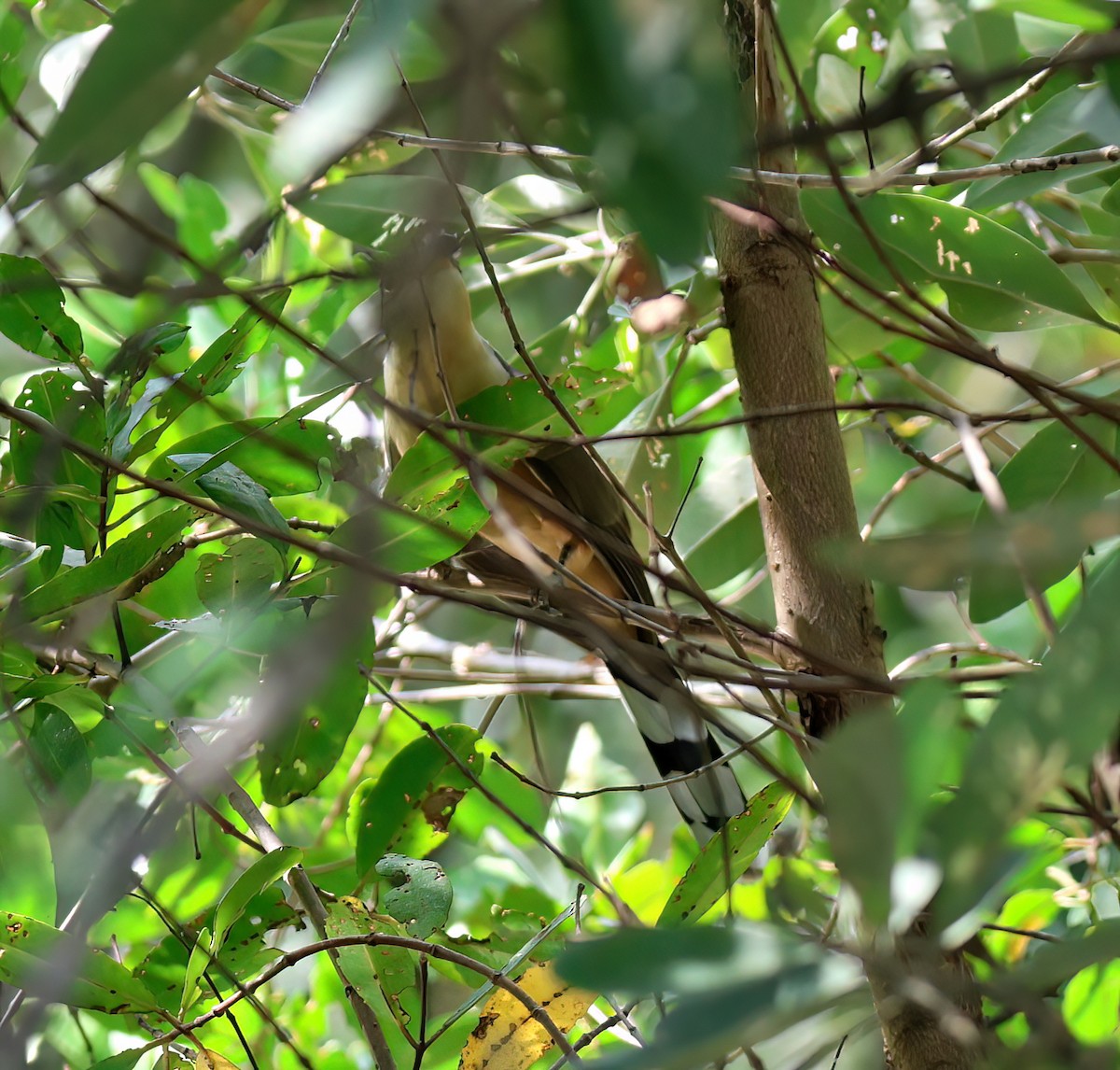 Mangrove Cuckoo - ML645762836