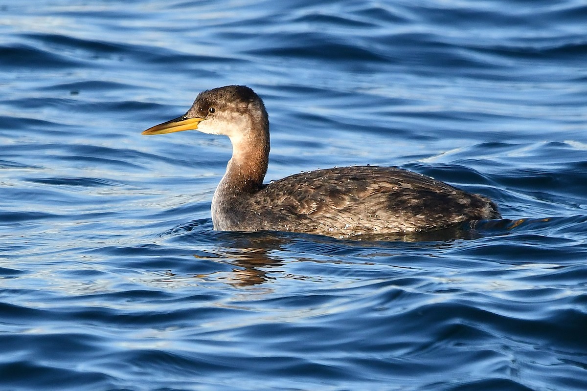 Red-necked Grebe - ML645762840