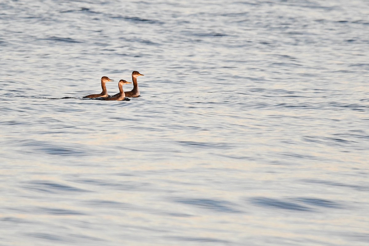 Red-necked Grebe - ML645762841