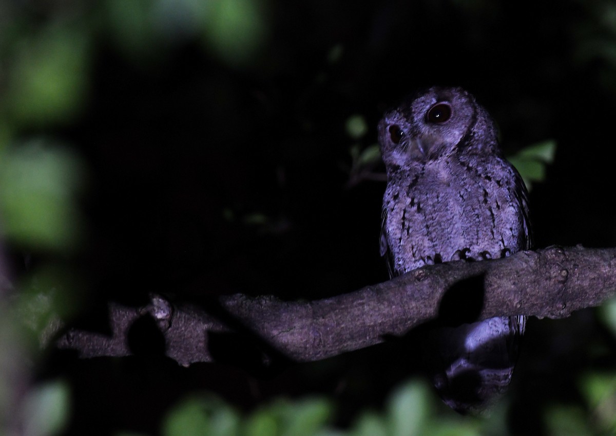 ヒガシオオコノハズク - ML645762842