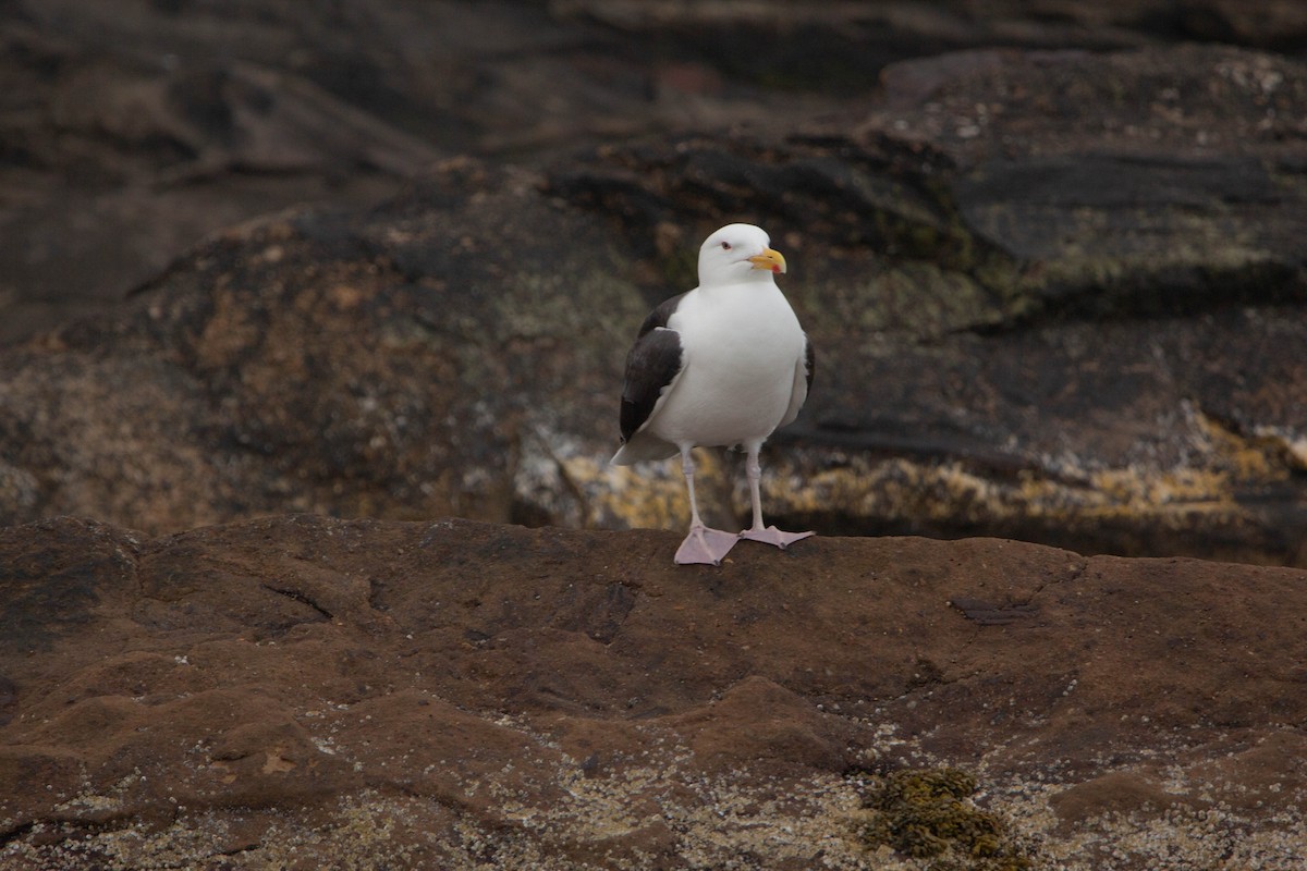 Gavión Atlántico - ML645762843