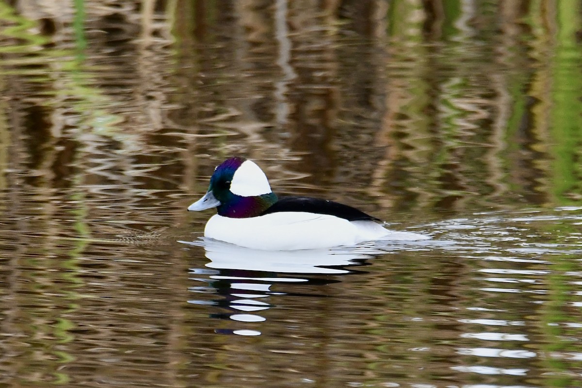 Bufflehead - ML645762844