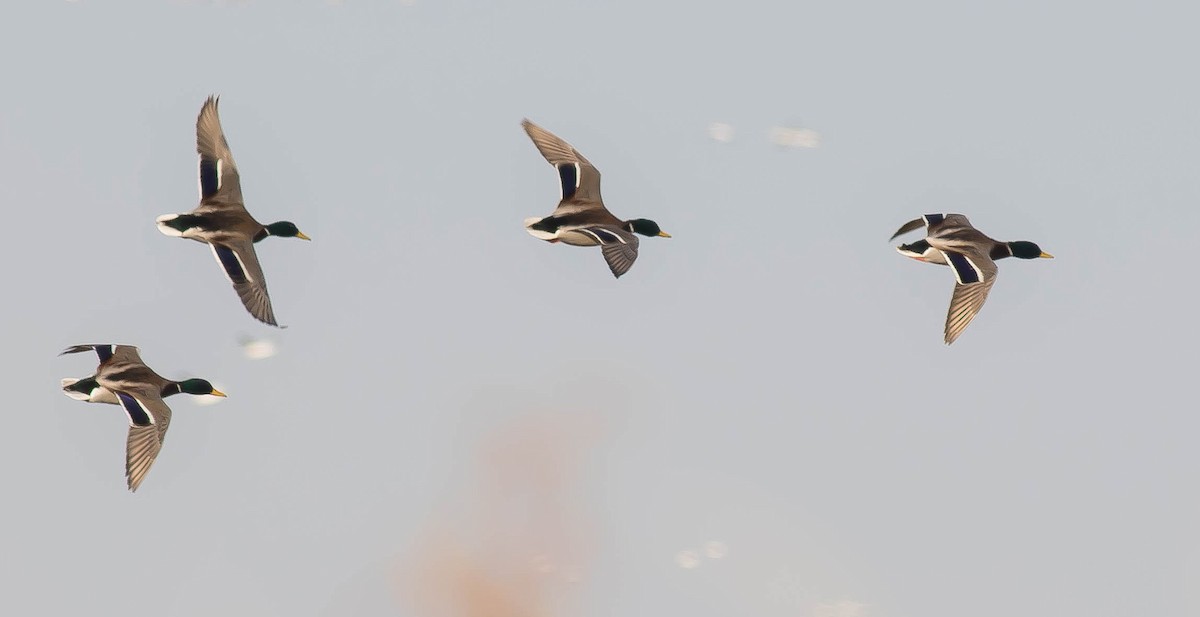 Mallard - ML645762846