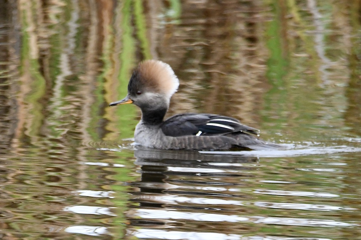Hooded Merganser - ML645762860