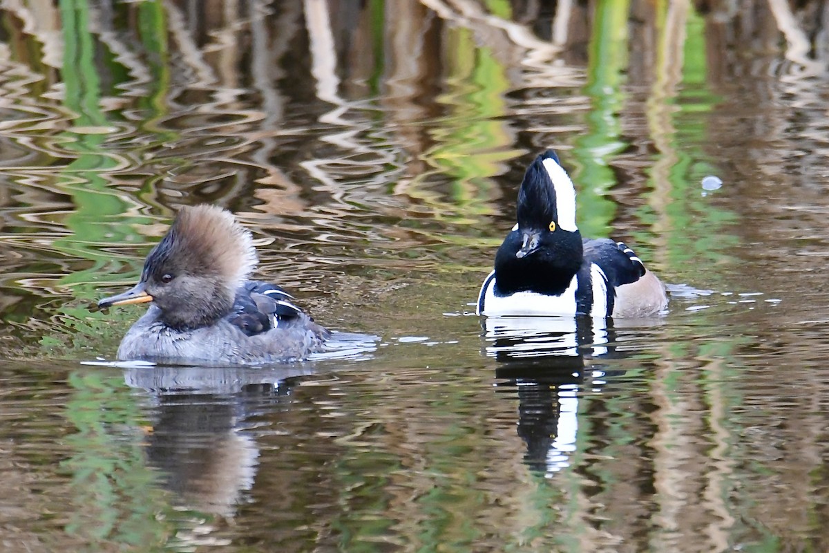 Hooded Merganser - ML645762861
