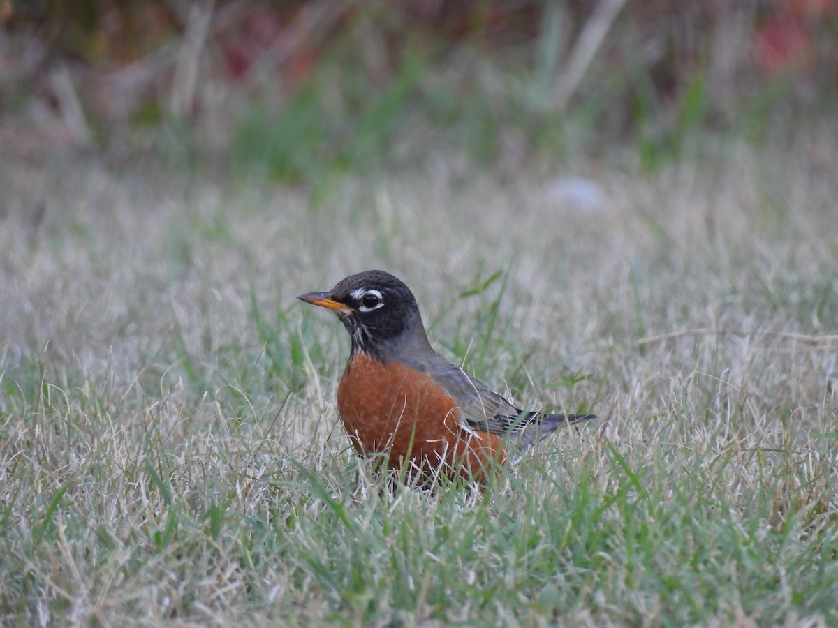 American Robin - ML645762862