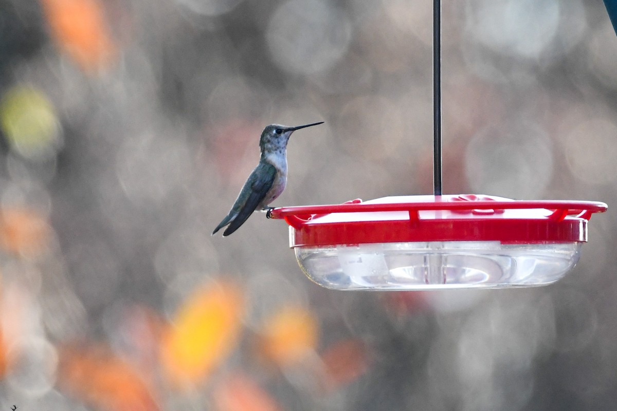 Колібрі-крихітка вогнистий - ML645762865