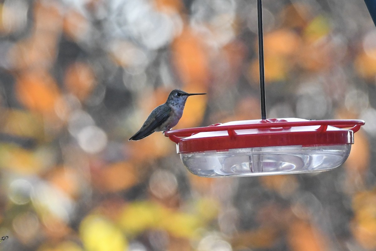 Колібрі-крихітка вогнистий - ML645762866