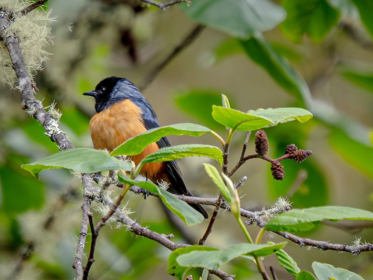 Blue-backed Conebill - ML645762867