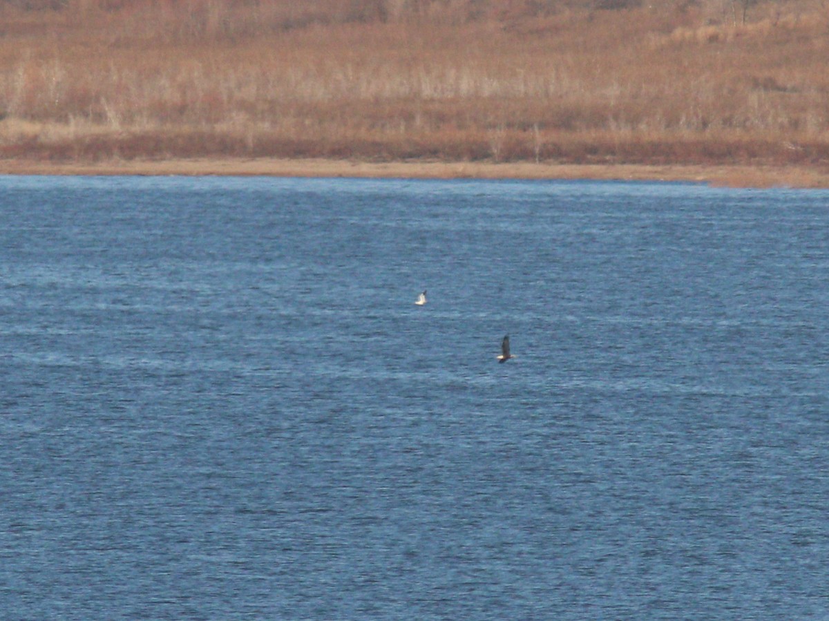 Snow/Ross's Goose - ML645762868