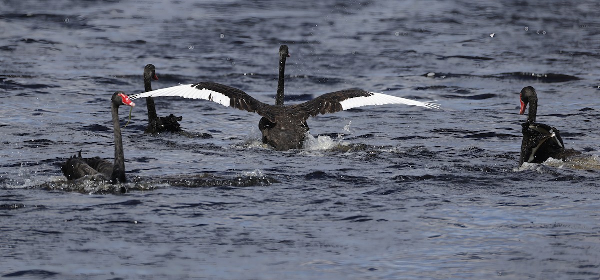 Лебідь чорний - ML645762870