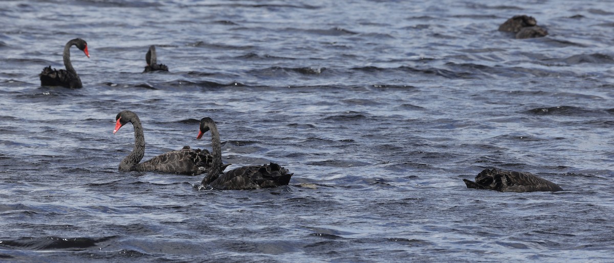 Лебідь чорний - ML645762871