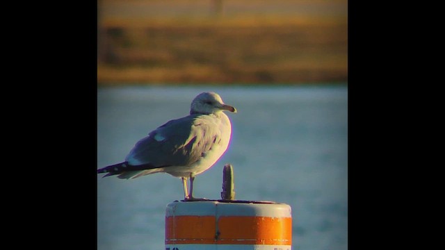 Мартин каліфорнійський - ML645762872