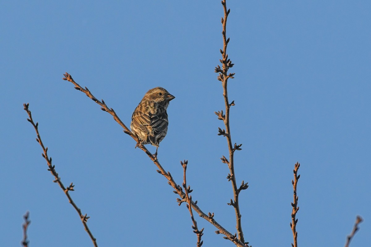 Чечевиця кармінова - ML645762873