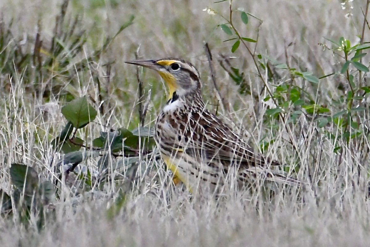 Western Meadowlark - ML645762877