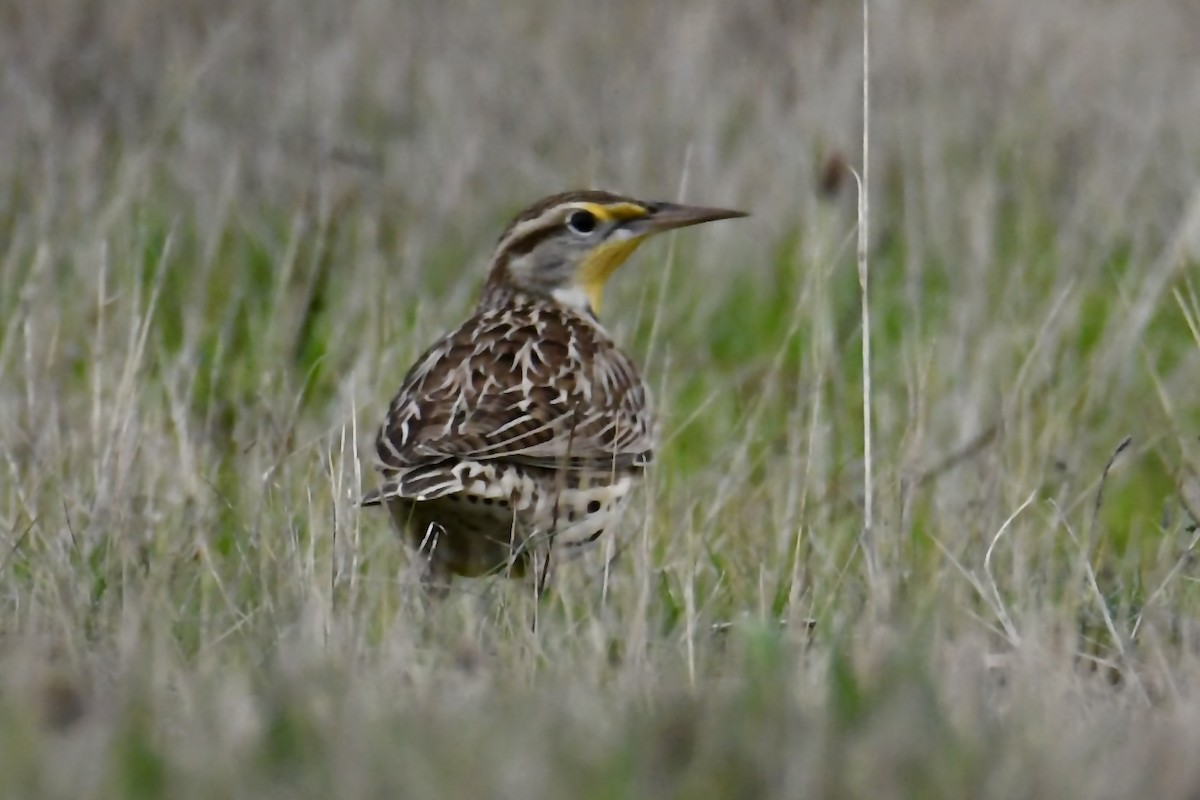 Western Meadowlark - ML645762878