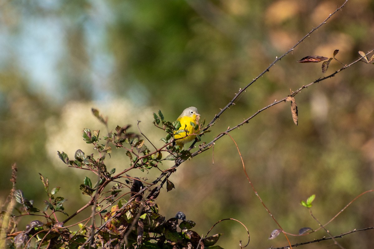 Червоїд сіроголовий - ML645762879