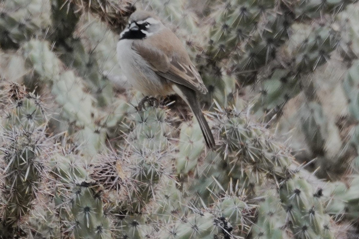 Ґоріон чорногорлий - ML645762880