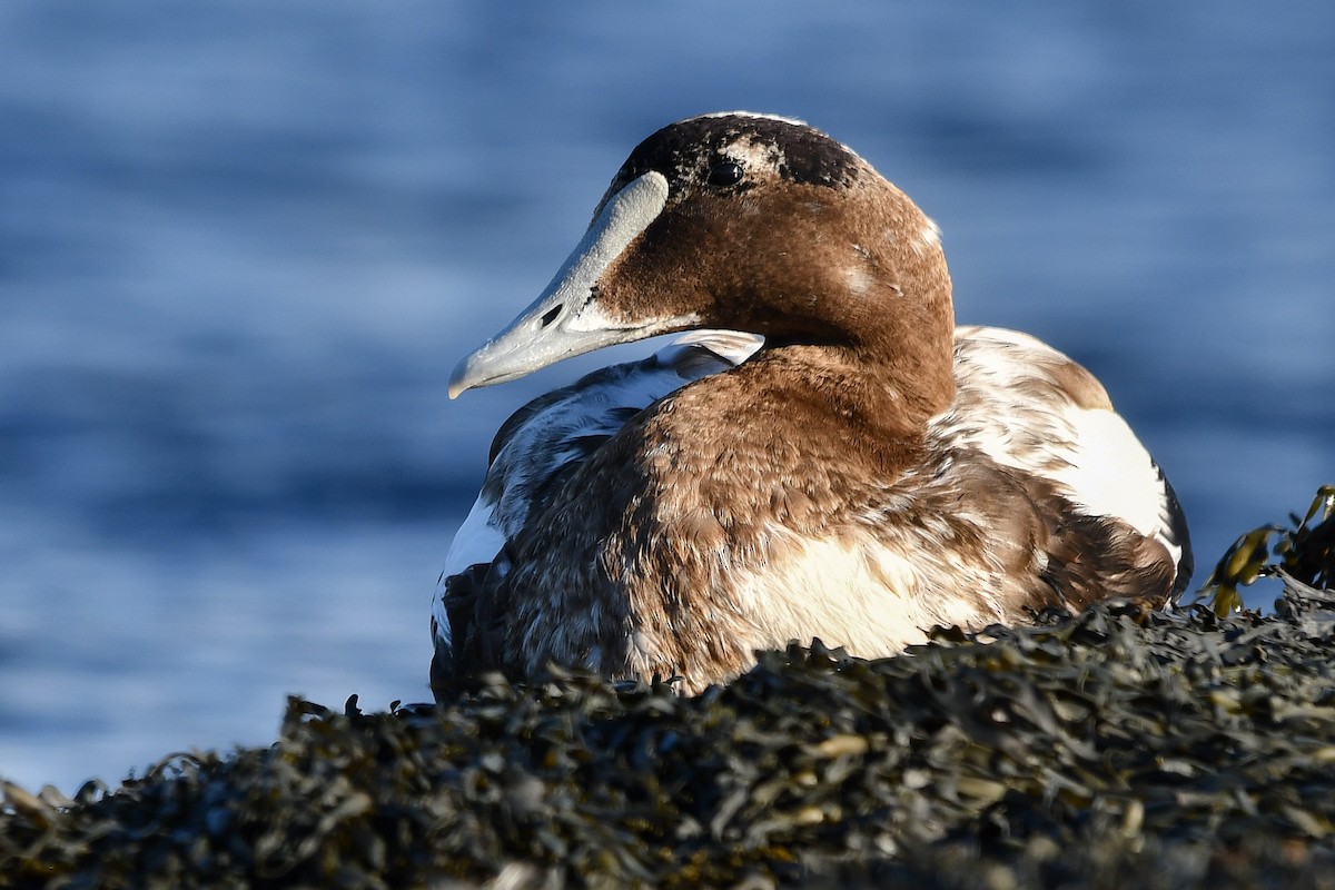 Пухівка зеленошия - ML645762882