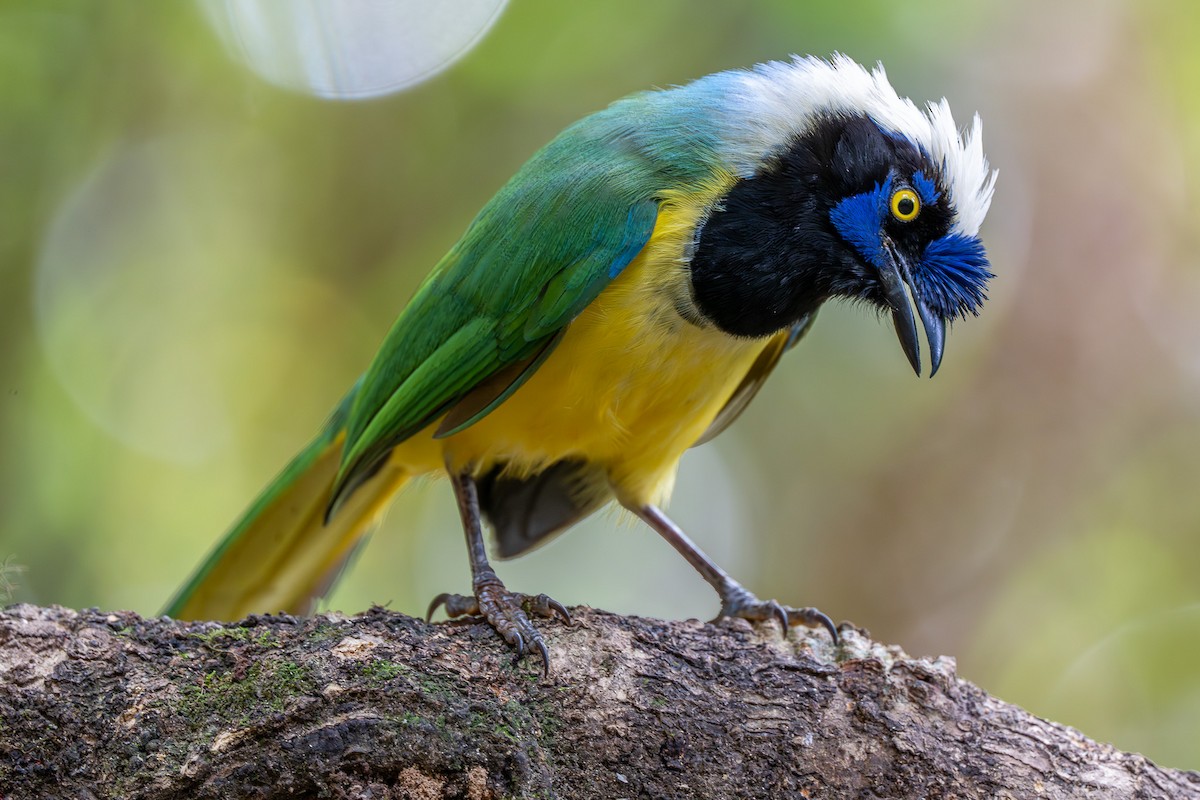 Пая зелена - ML645762886