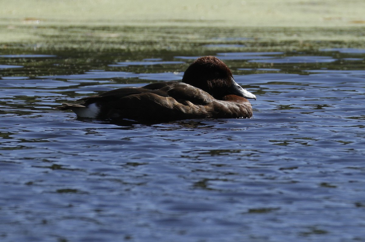 Чернь австралійська - ML645762889