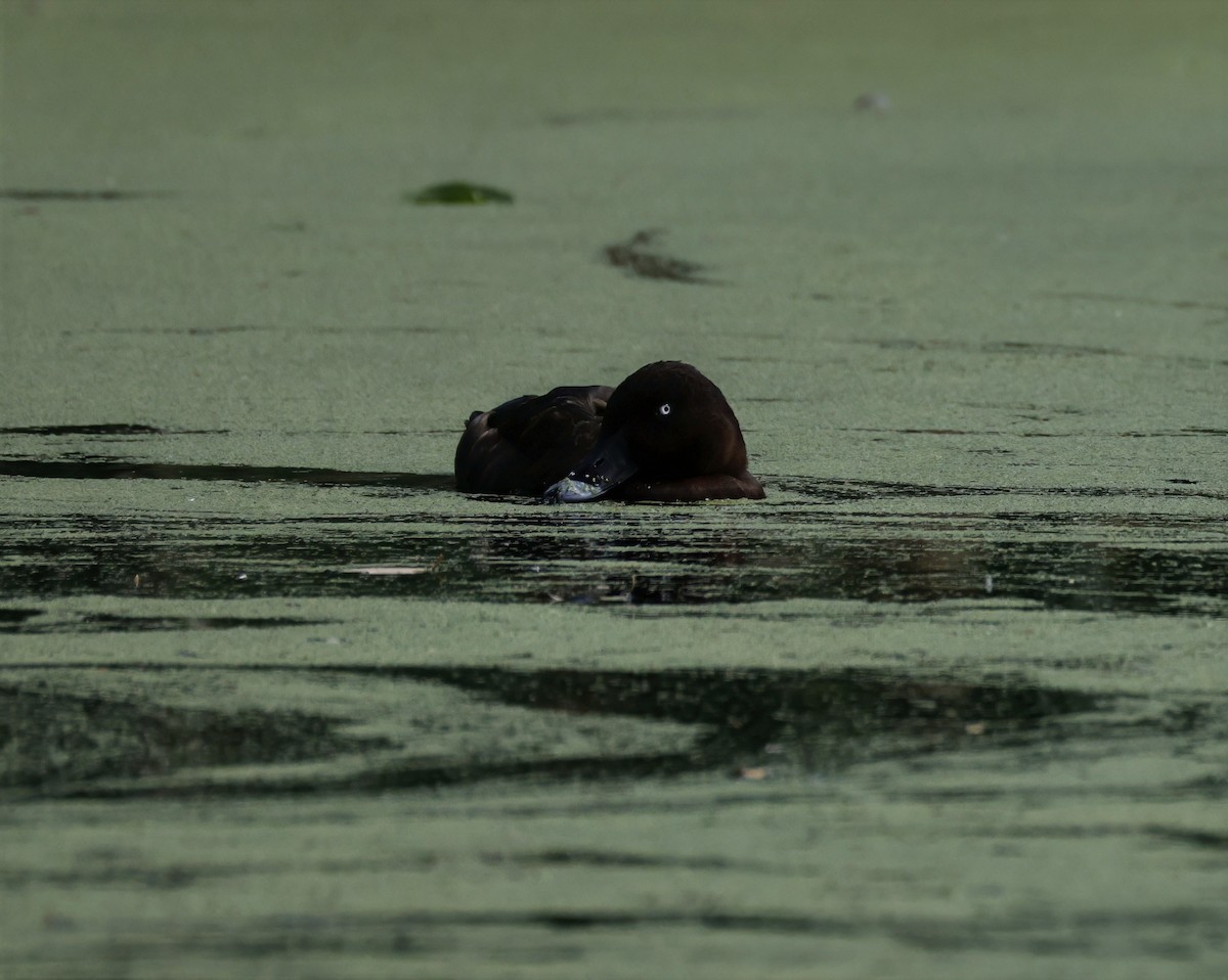 Чернь австралійська - ML645762890