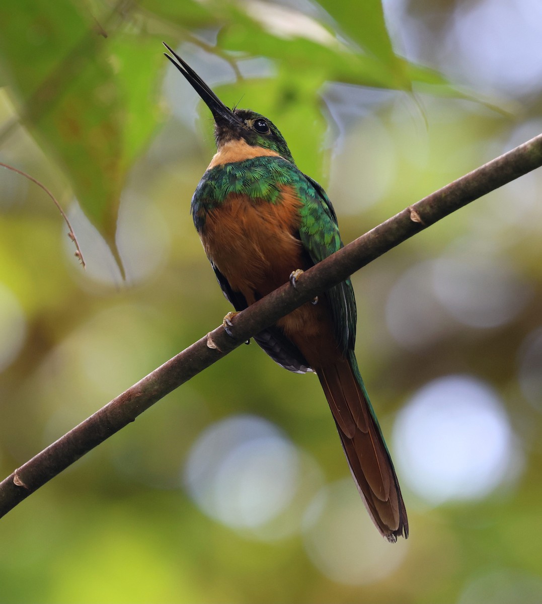 Якамара рудохвоста - ML645762891