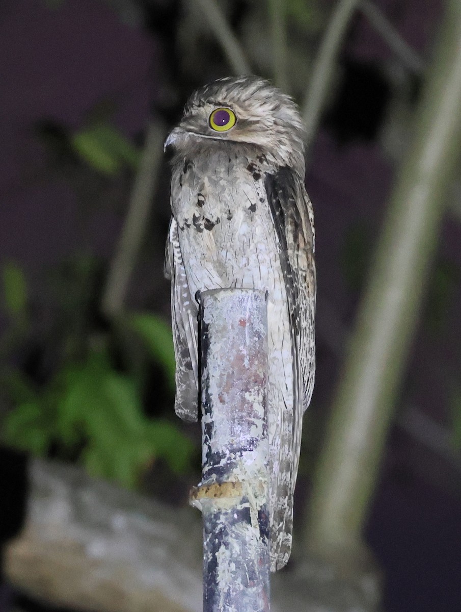 Поту ямайський - ML645762892