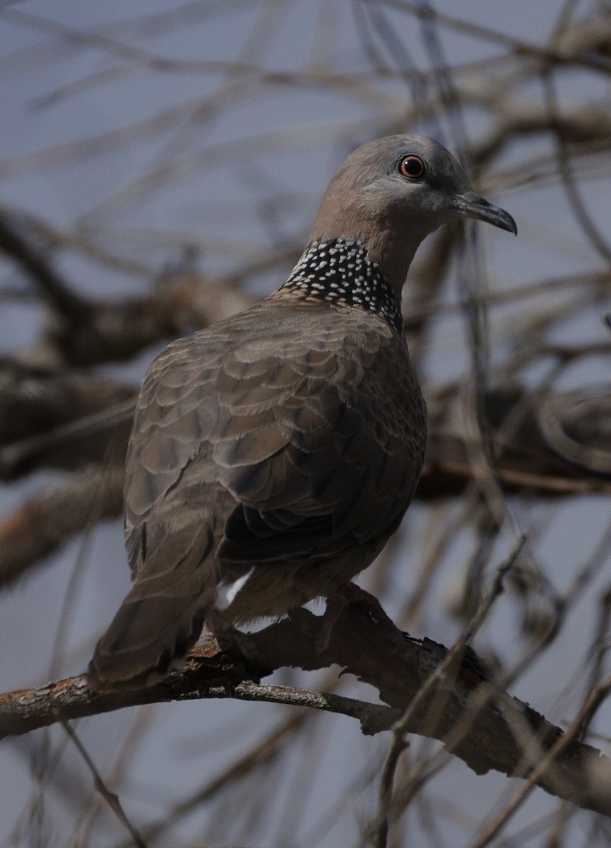 Горлиця китайська - ML645762894