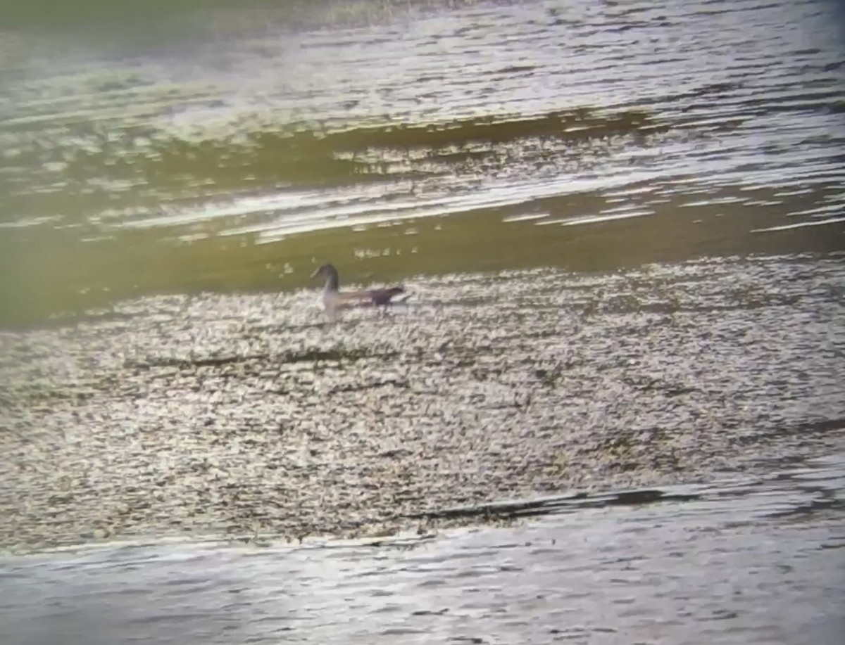 Курочка латиноамериканська - ML645762895