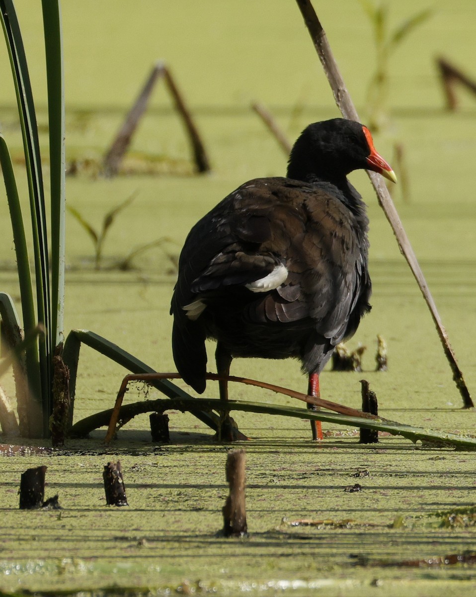 Курочка чорна - ML645762896