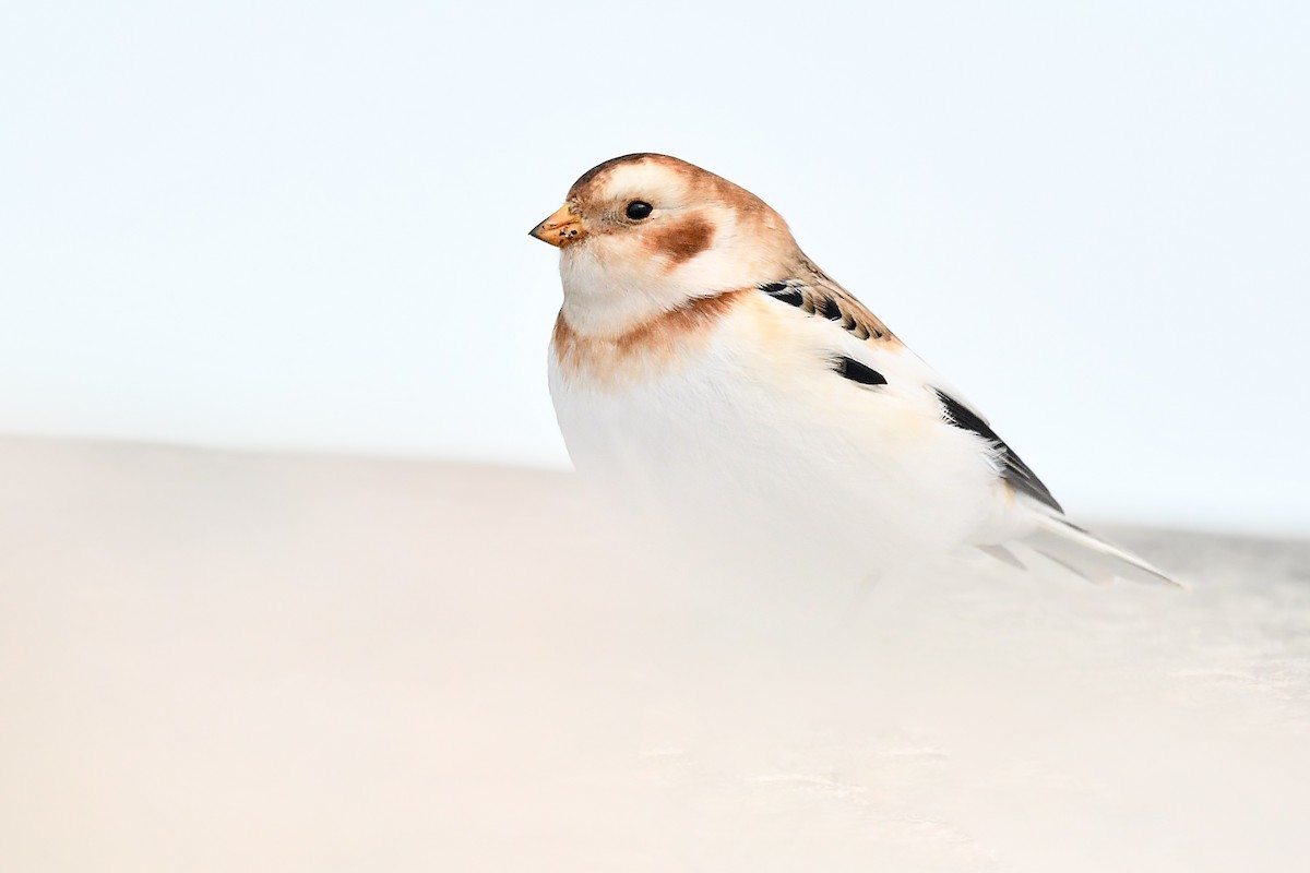 Пуночка снігова - ML645762897