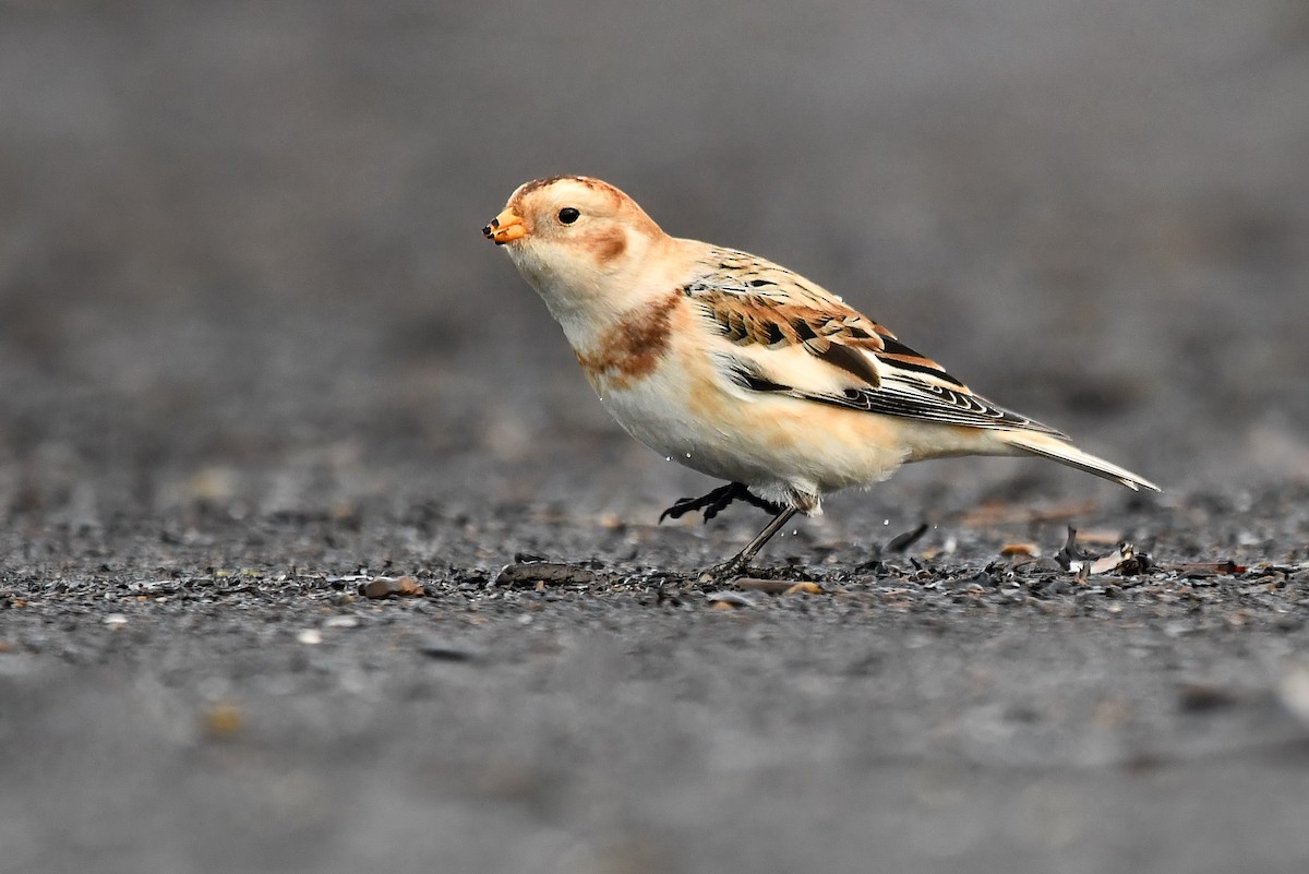 Пуночка снігова - ML645762898