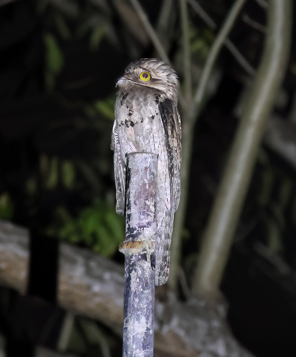 Поту ямайський - ML645762899