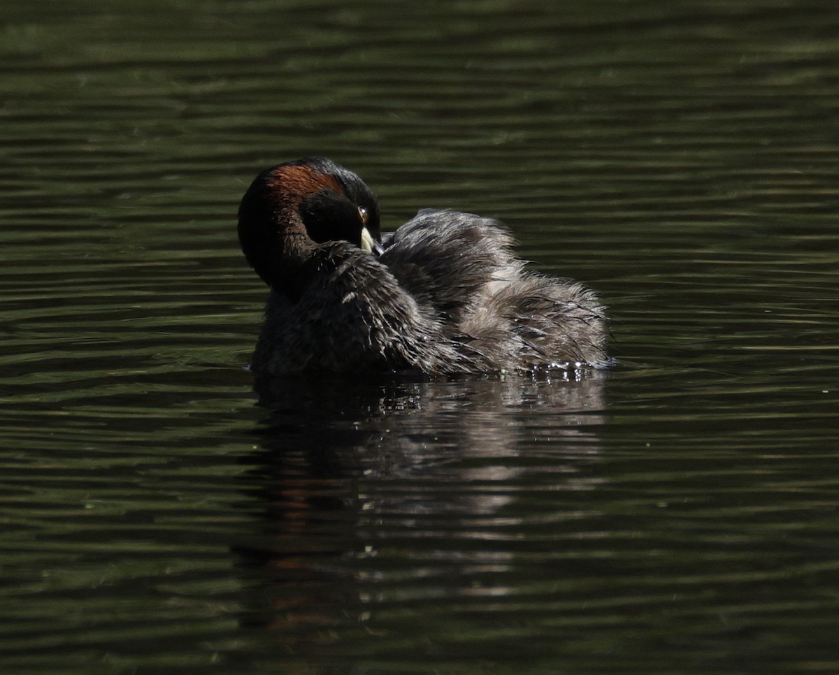 Пірникоза австралійська - ML645762903
