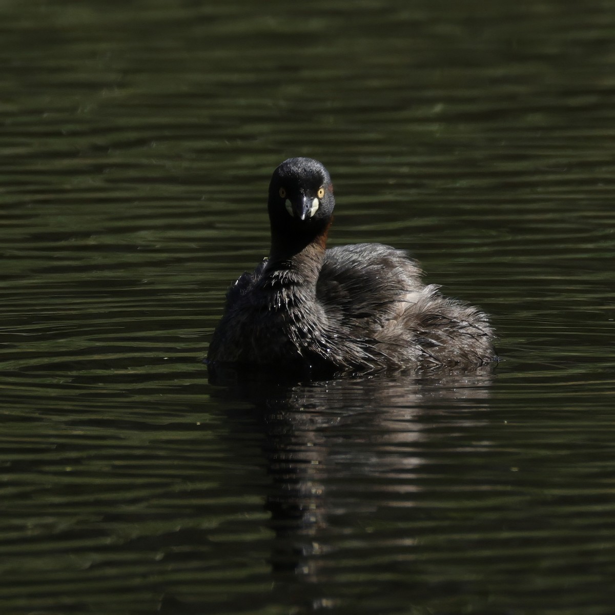 Пірникоза австралійська - ML645762904