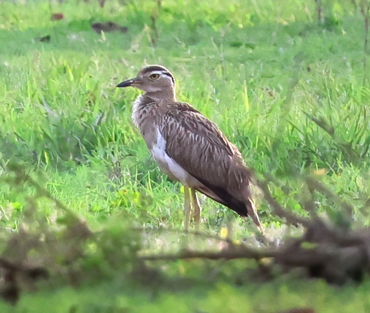 Лежень американський - ML645762908