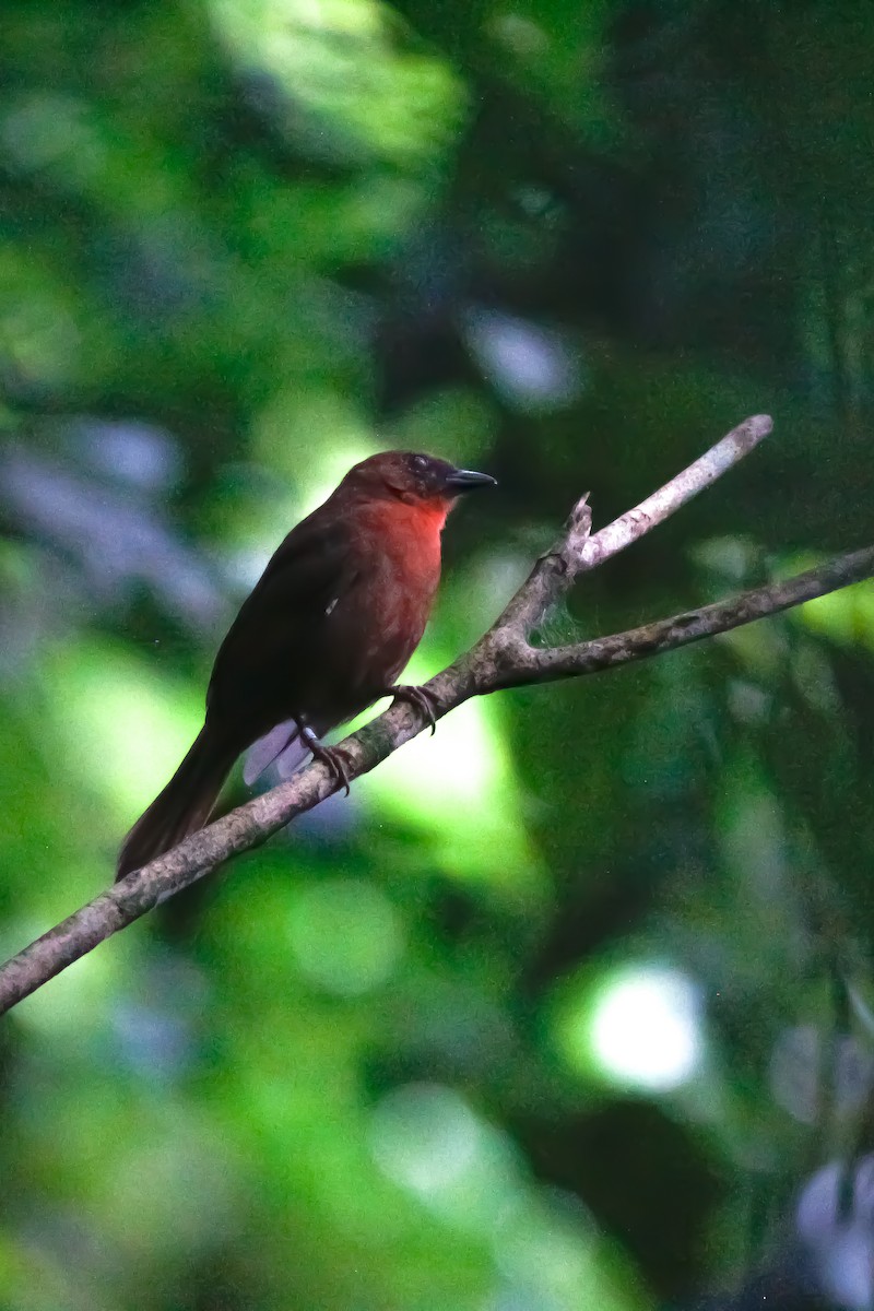 Габія червоногорла - ML645762909