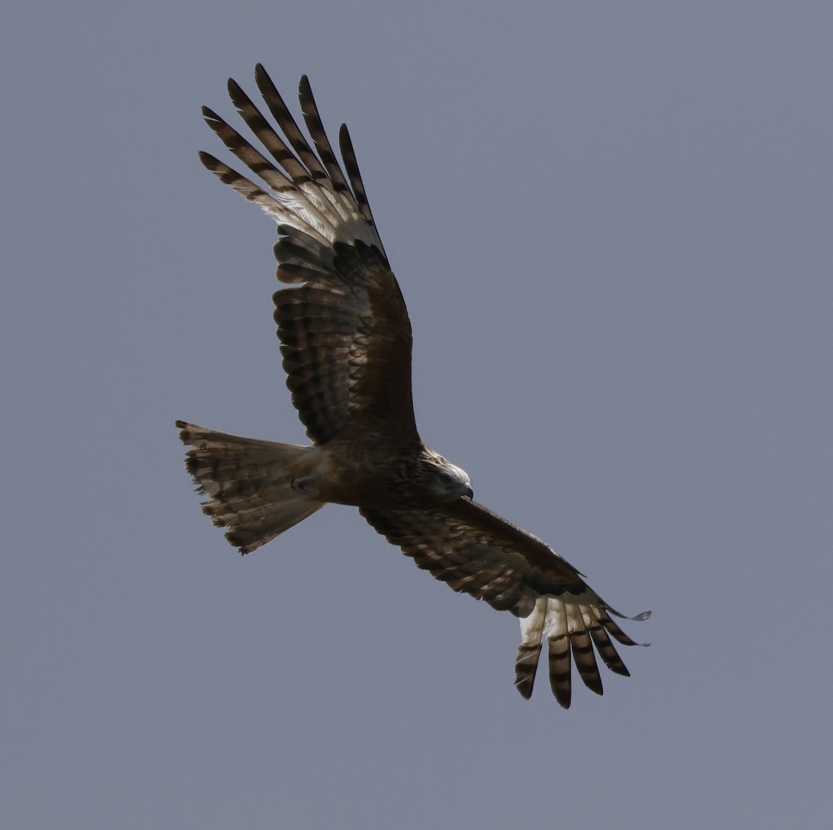 Чубатый коршун - ML645762911