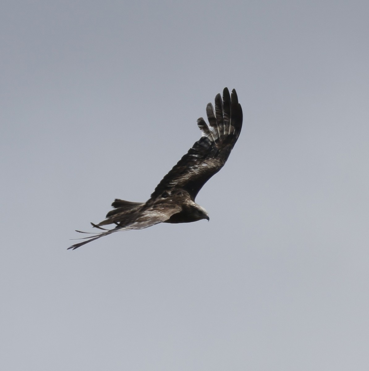 Чубатый коршун - ML645762913