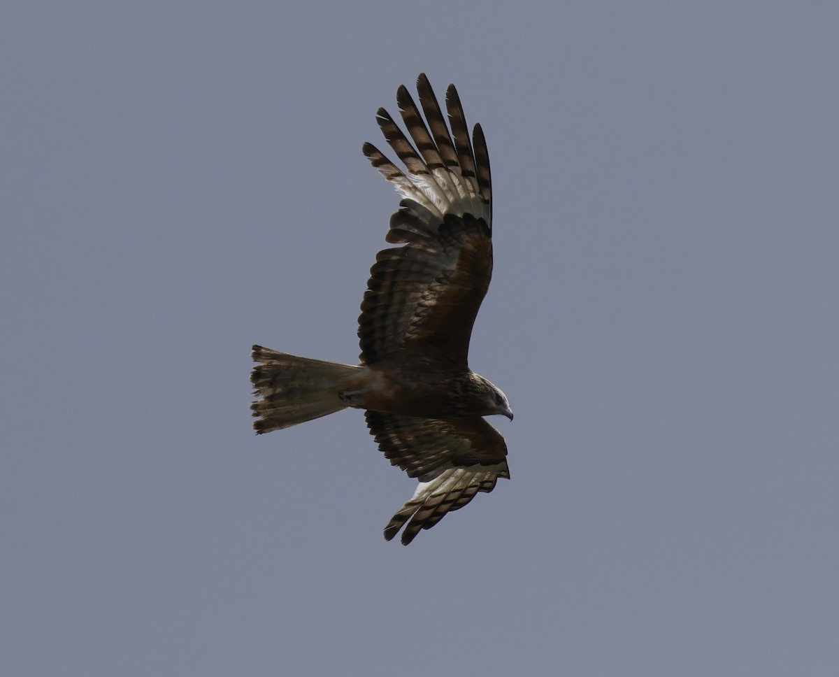 Чубатый коршун - ML645762914