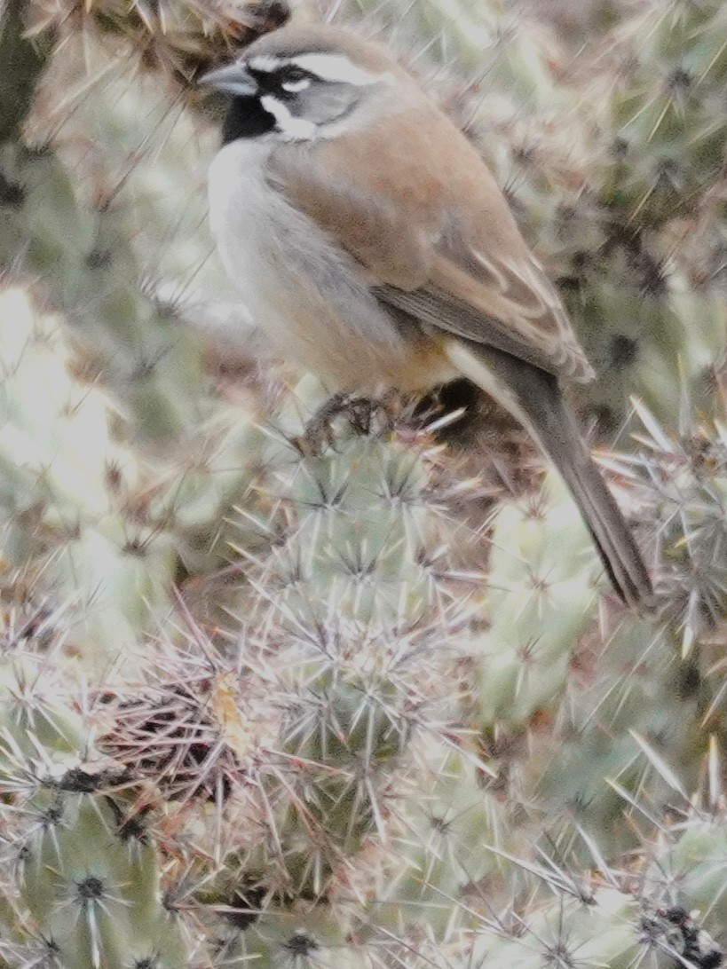 Ґоріон чорногорлий - ML645762915