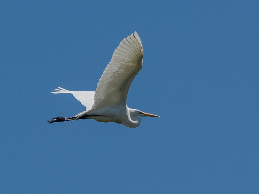 Чапля велика - ML645762916