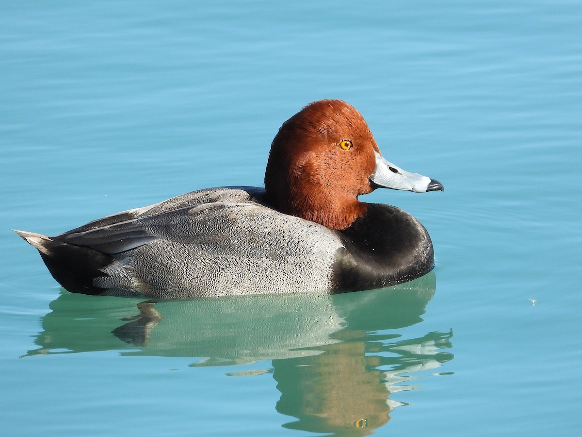 Попелюх американський - ML645762920