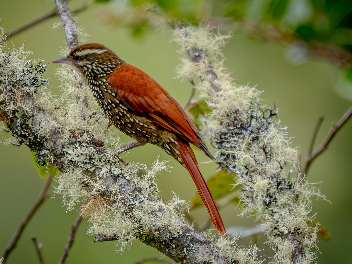 Щетинкохвіст перлистий - ML645762921