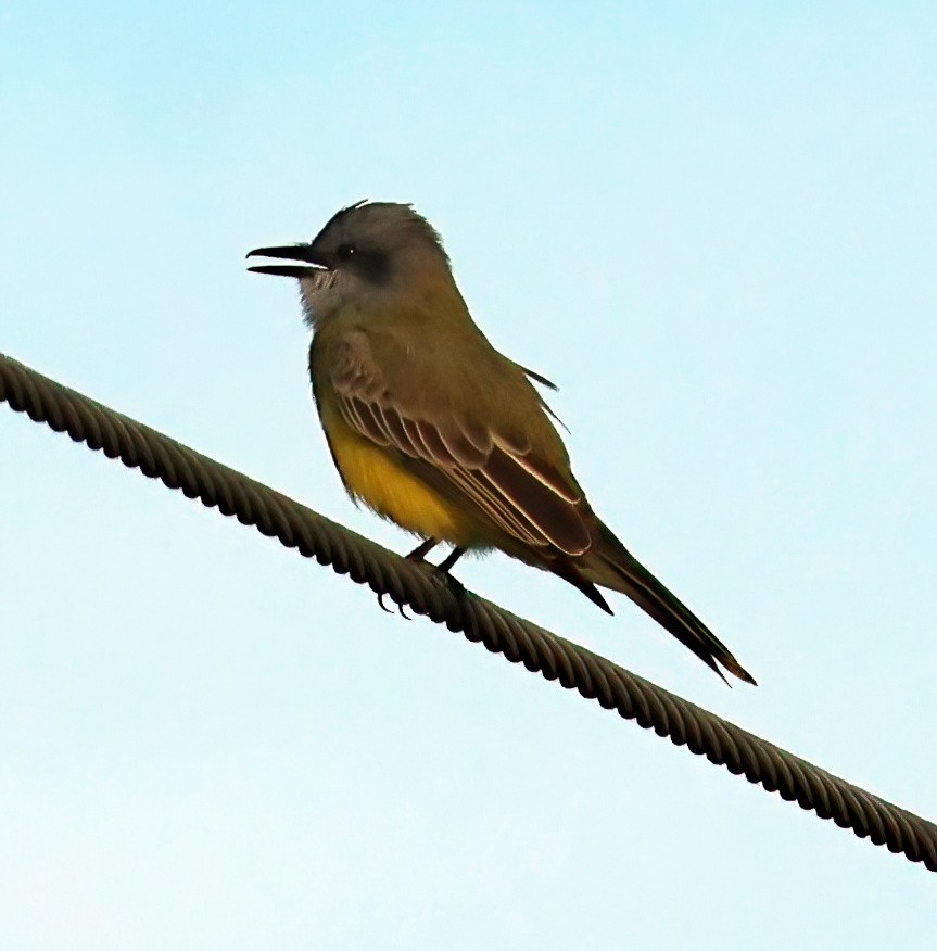 Чайка чилійська - ML645762923